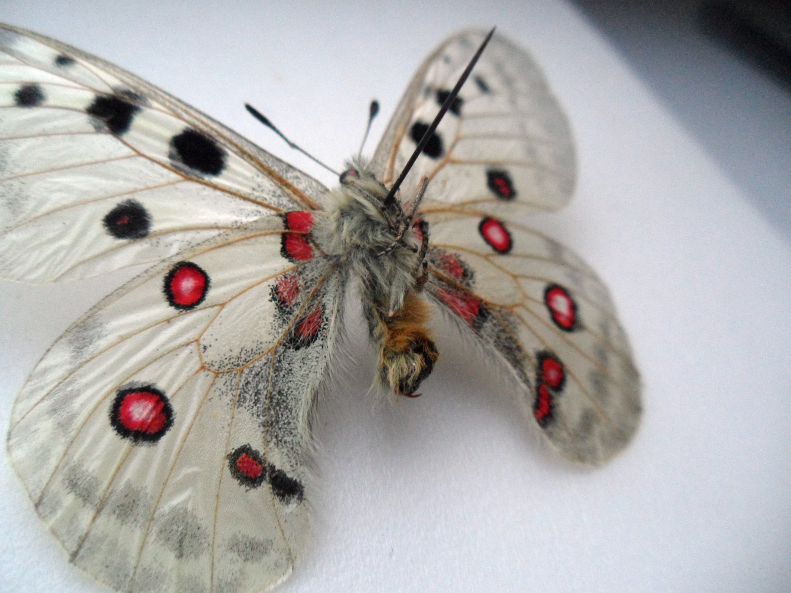 PARNASSIUS APOLLO CARPATICUS BILATERAL GYNANDROMORPH SLOVAKIA 5 (Internet Image property of respective owner, non-commercial use only)